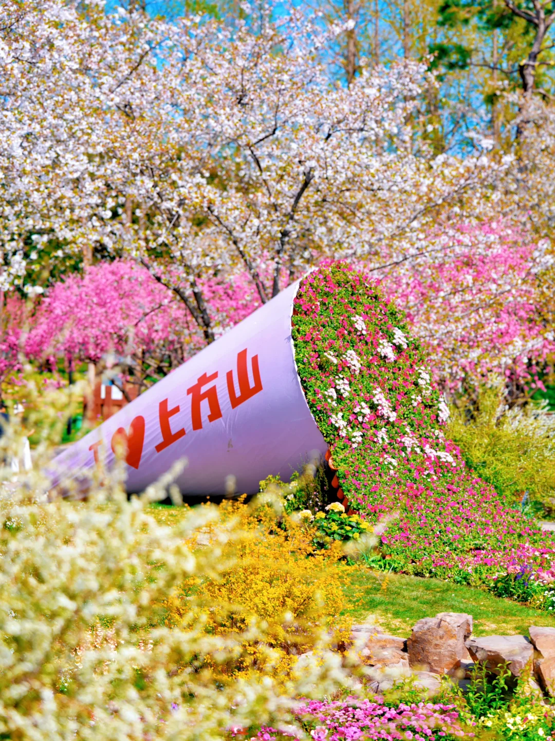 上方山森林公园|这才是苏州春日的顶流花海!