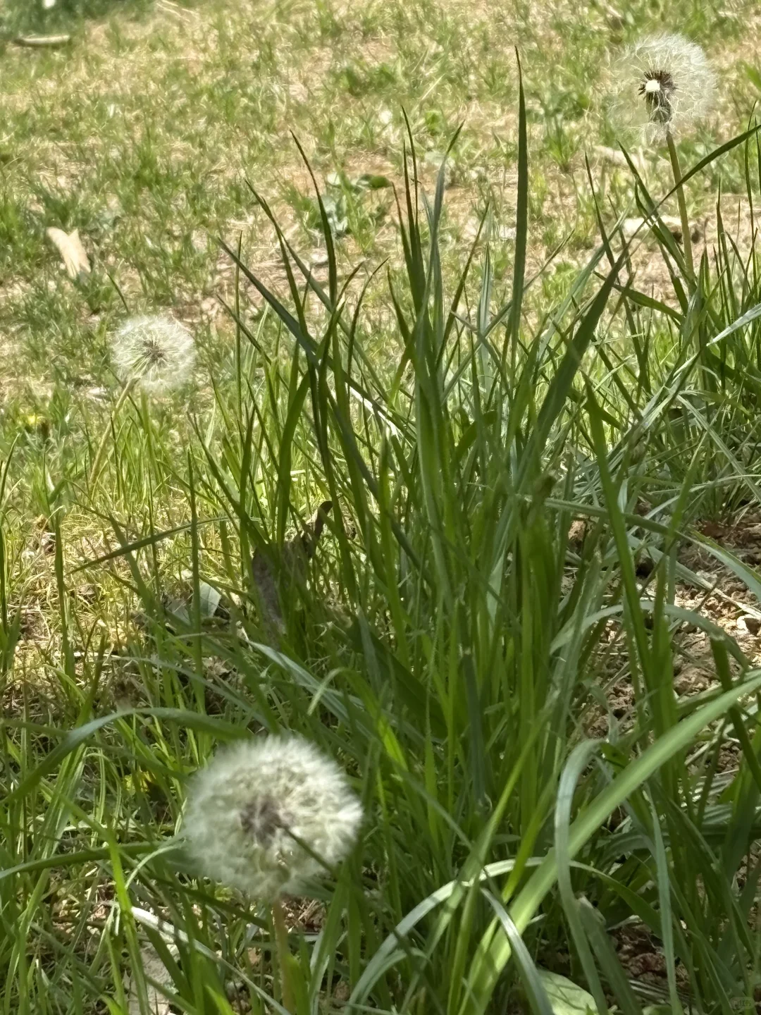 南京的四月木绣球和好天气