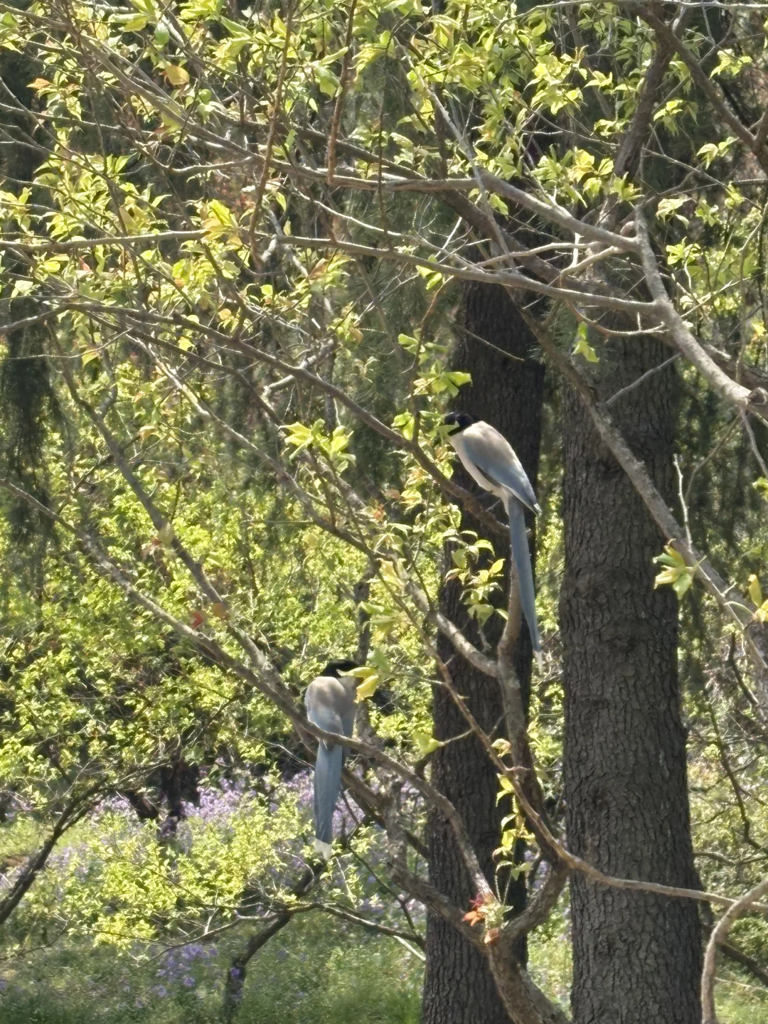 南京的四月木绣球和好天气