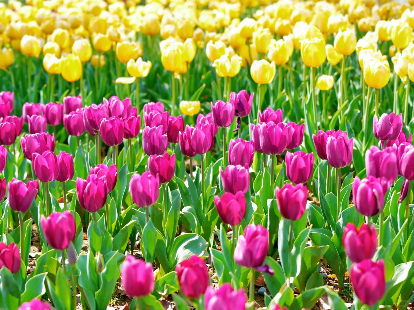 上方山森林公园|这才是苏州春日的顶流花海!