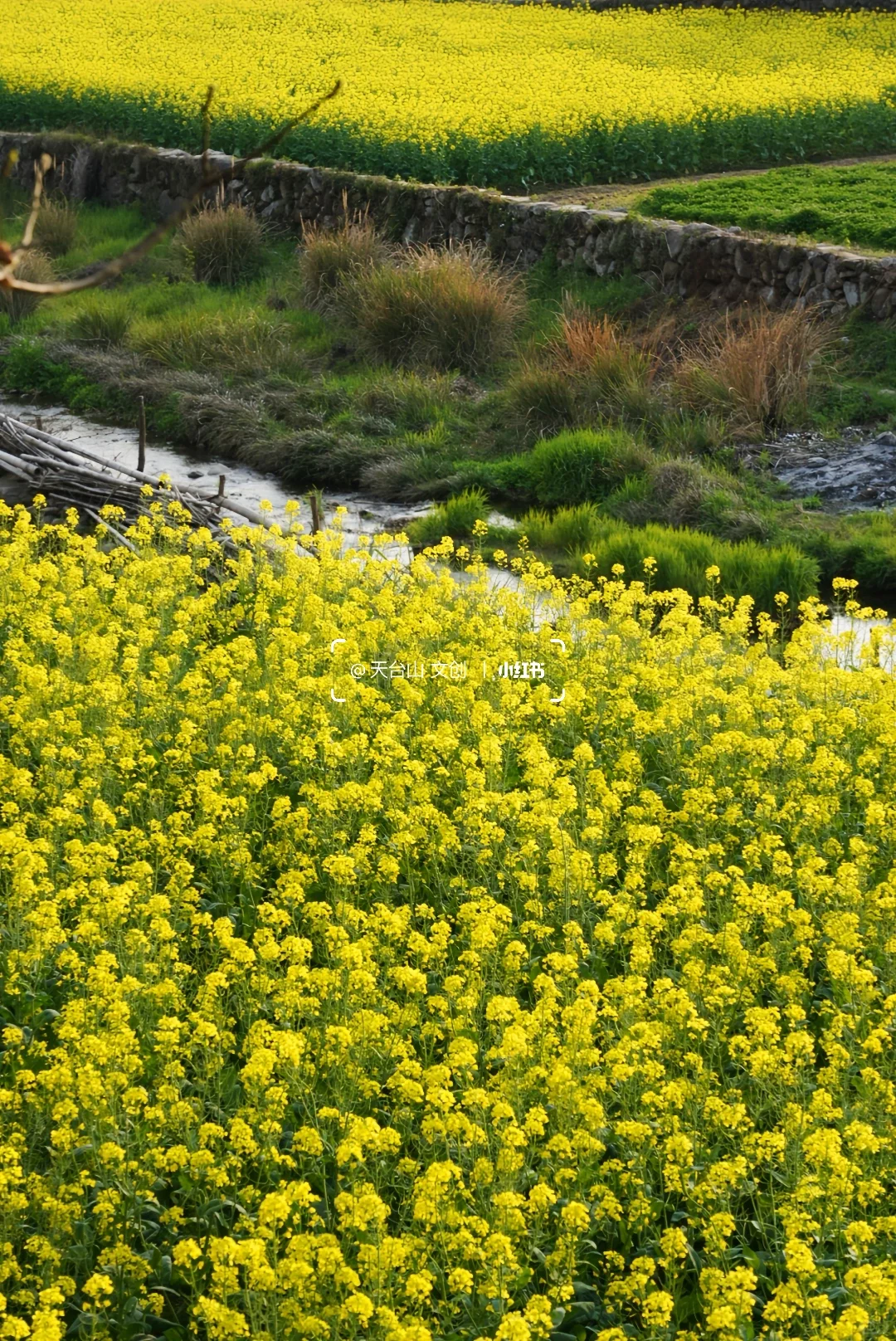 国清寺油菜花已美到next level！4.2实况