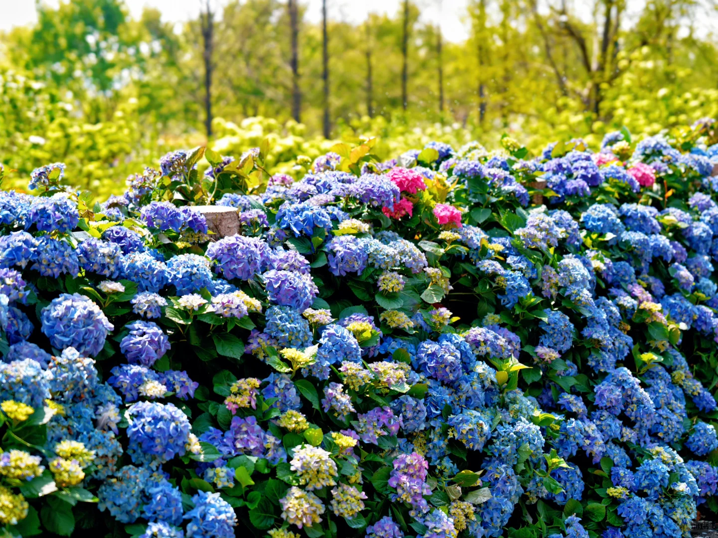 上方山森林公园|这才是苏州春日的顶流花海!