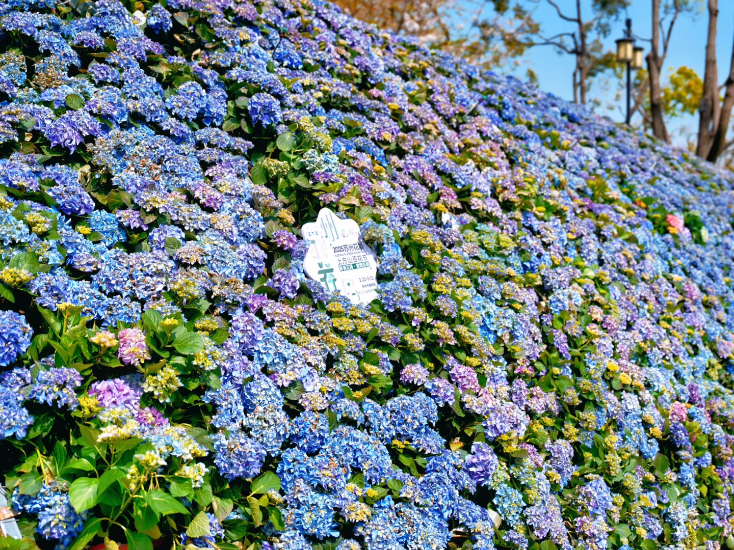 上方山森林公园|这才是苏州春日的顶流花海!
