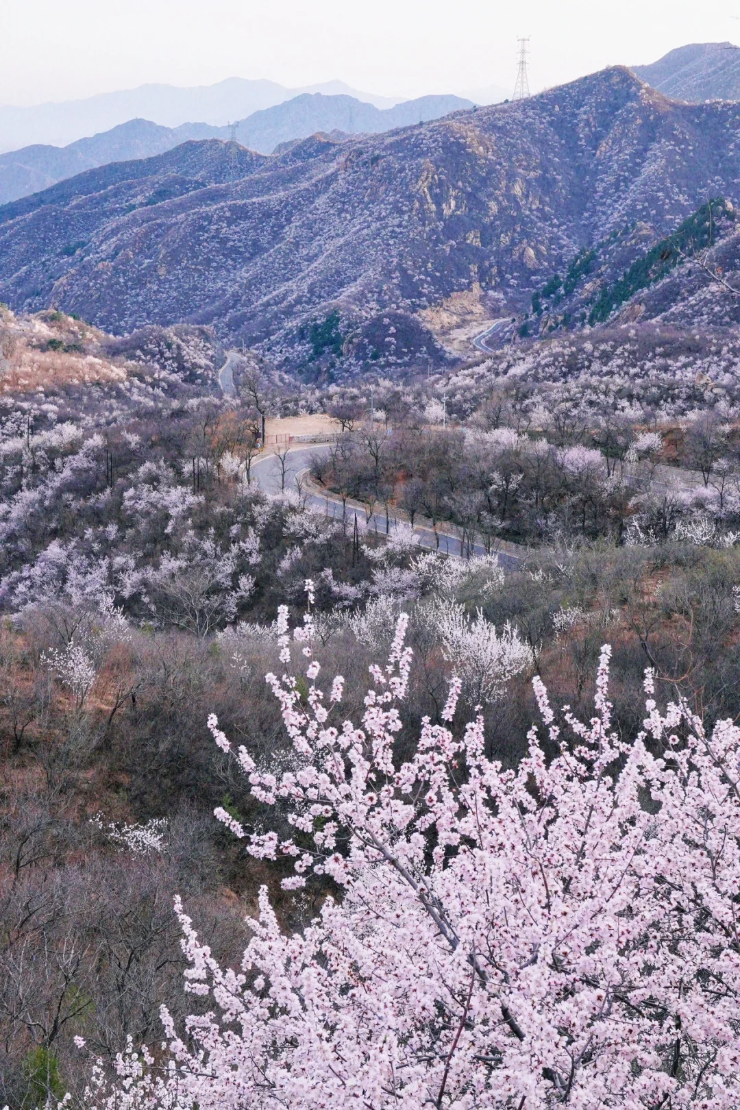 北京最美公路🚙一处免费被花海包围的长城🌸