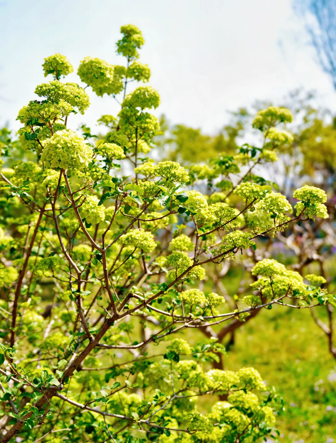 上方山森林公园|这才是苏州春日的顶流花海!