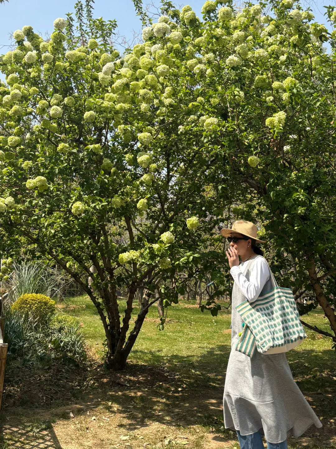 南京的四月木绣球和好天气