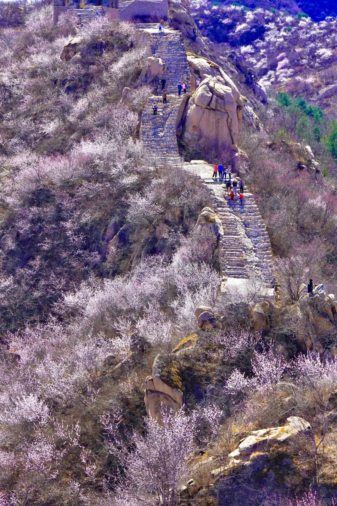 北京最美公路🚙一处免费被花海包围的长城🌸