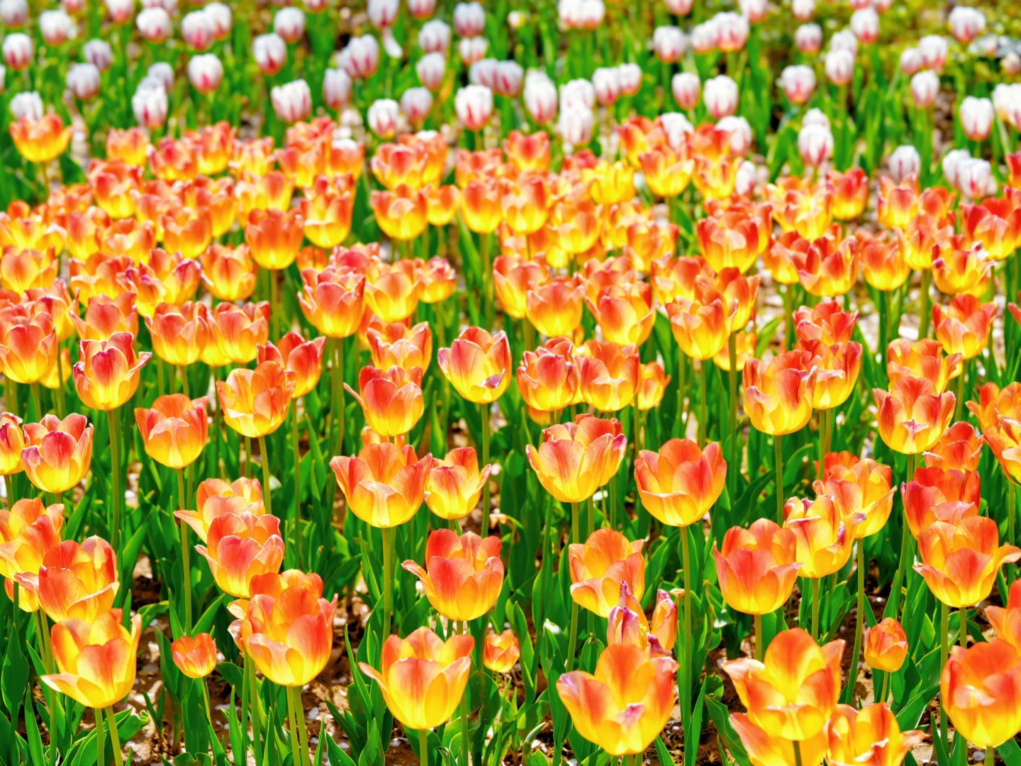 上方山森林公园|这才是苏州春日的顶流花海!