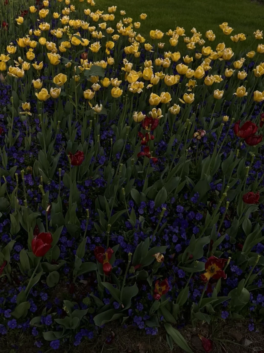 景区的淀粉肠 简直人生猫条🐱