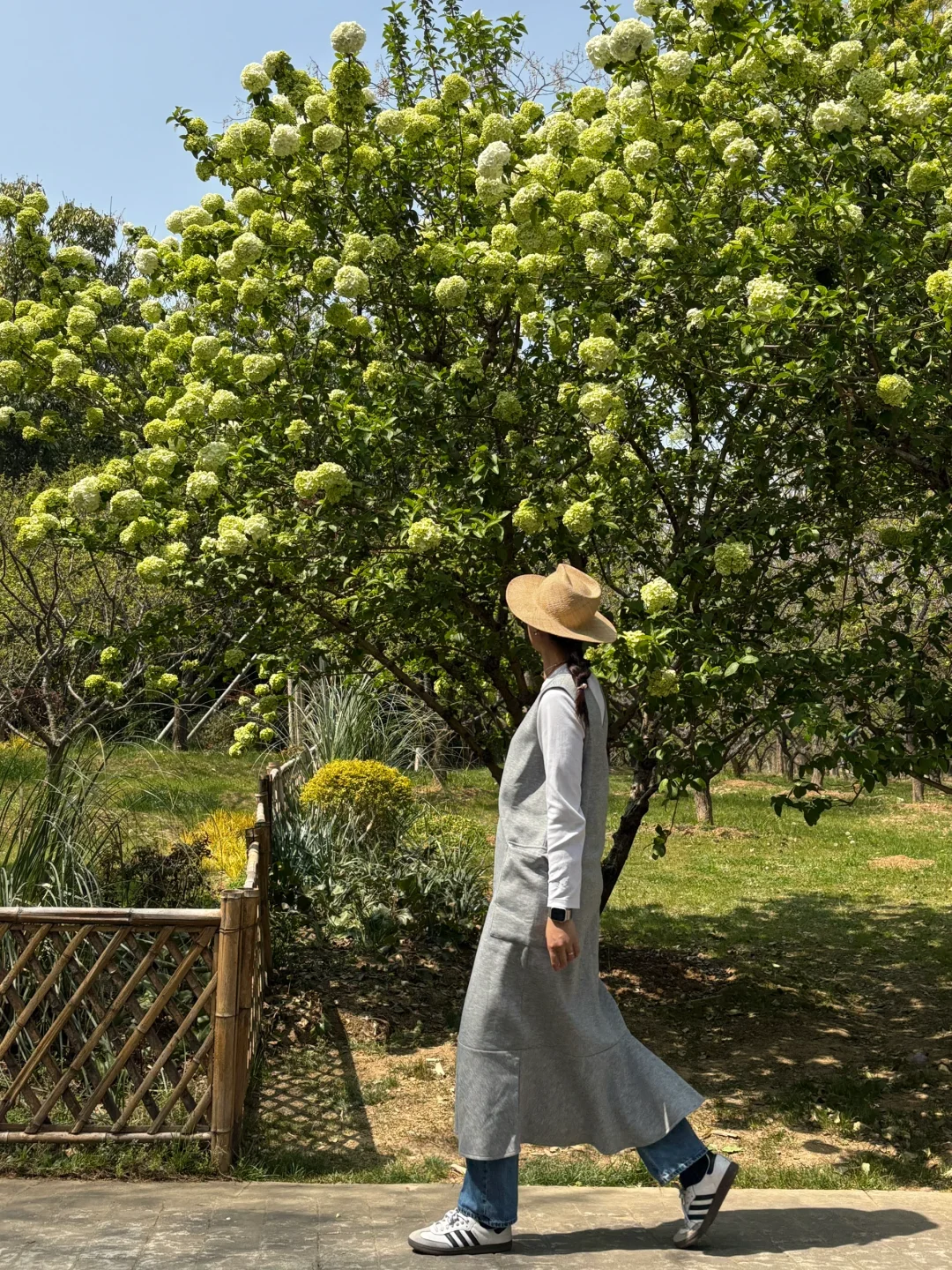 南京的四月木绣球和好天气