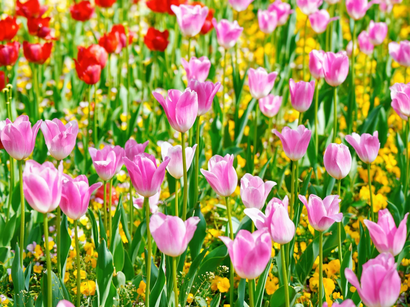 上方山森林公园|这才是苏州春日的顶流花海!