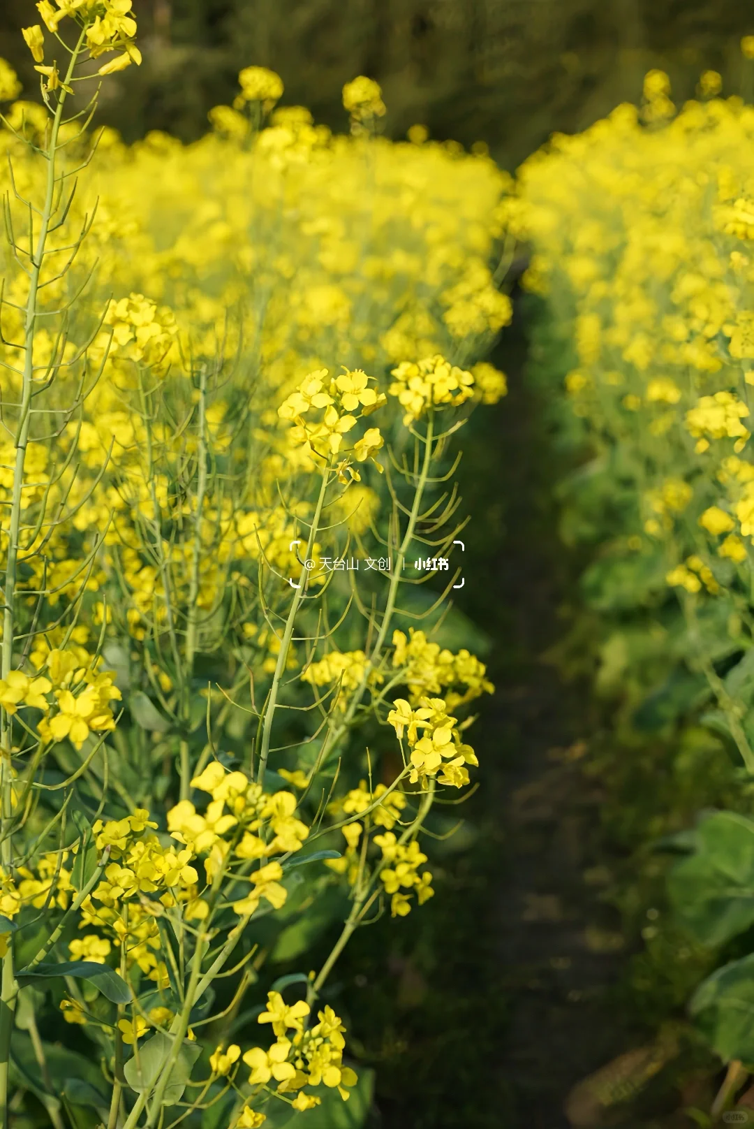 国清寺油菜花已美到next level！4.2实况