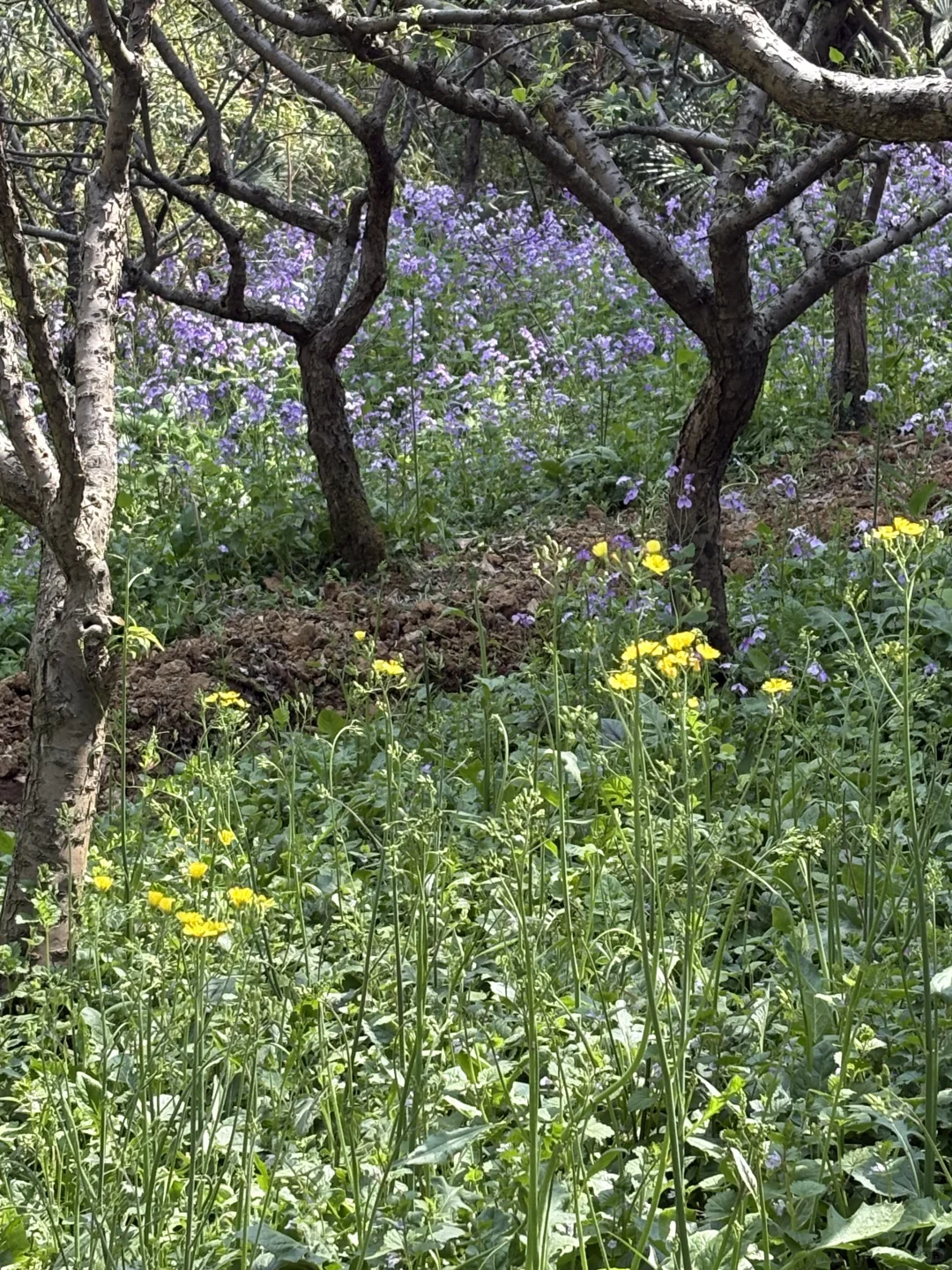 南京的四月木绣球和好天气