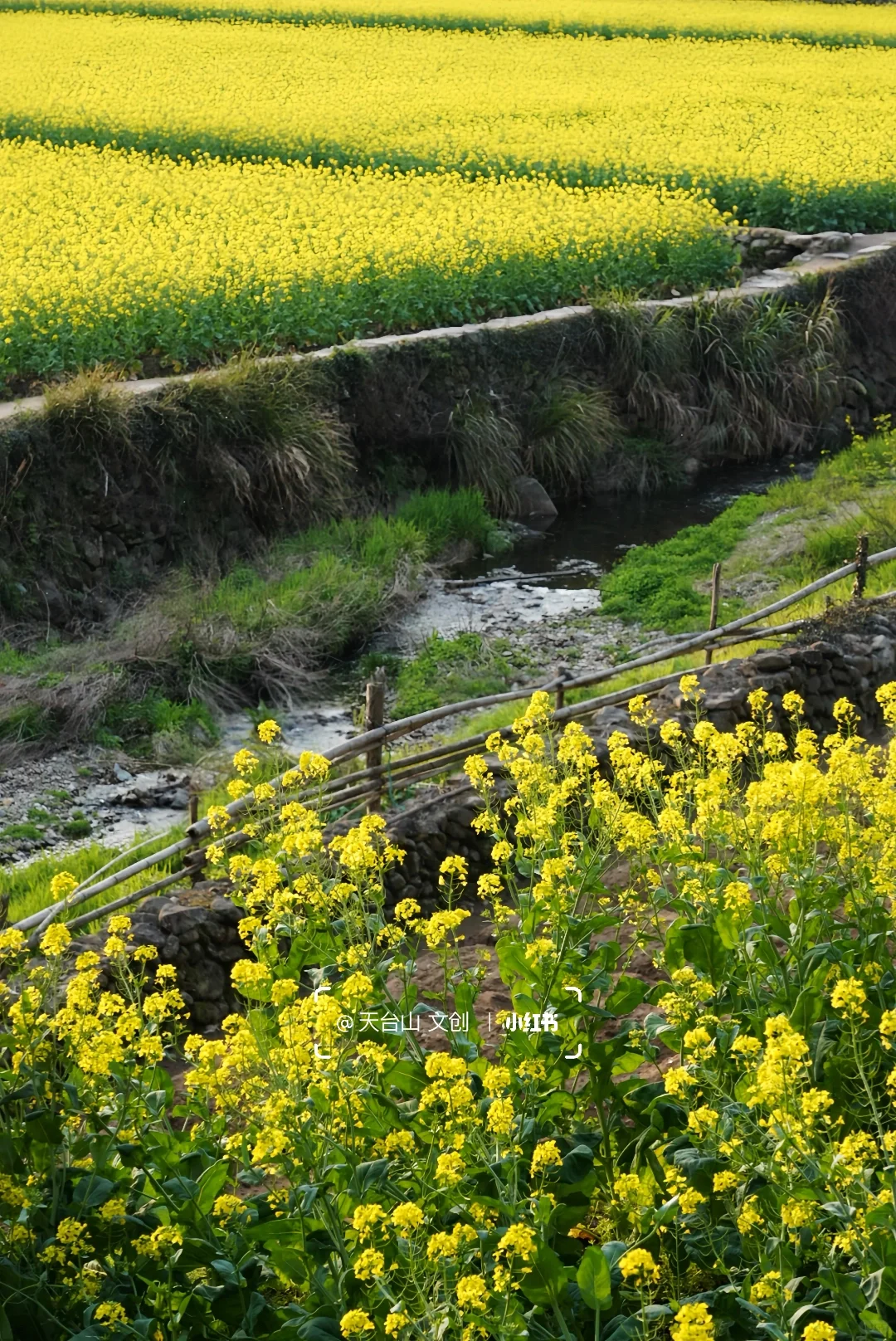 国清寺油菜花已美到next level！4.2实况