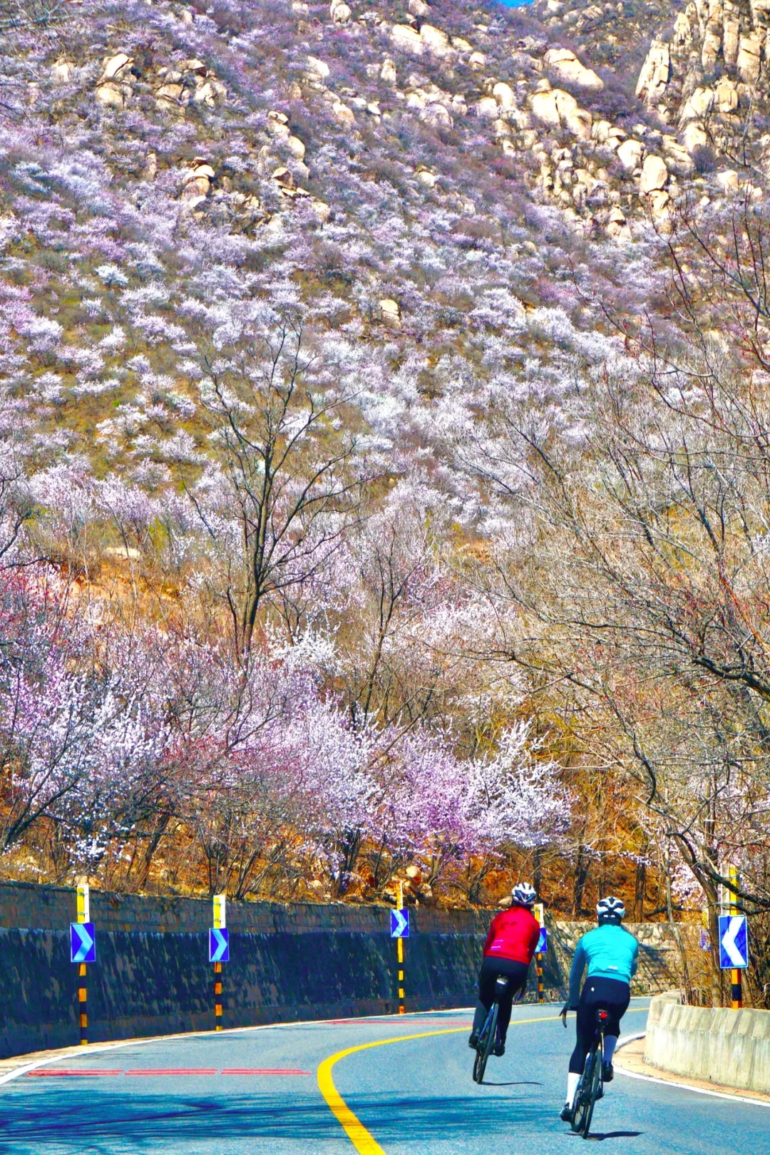 北京最美公路🚙一处免费被花海包围的长城🌸