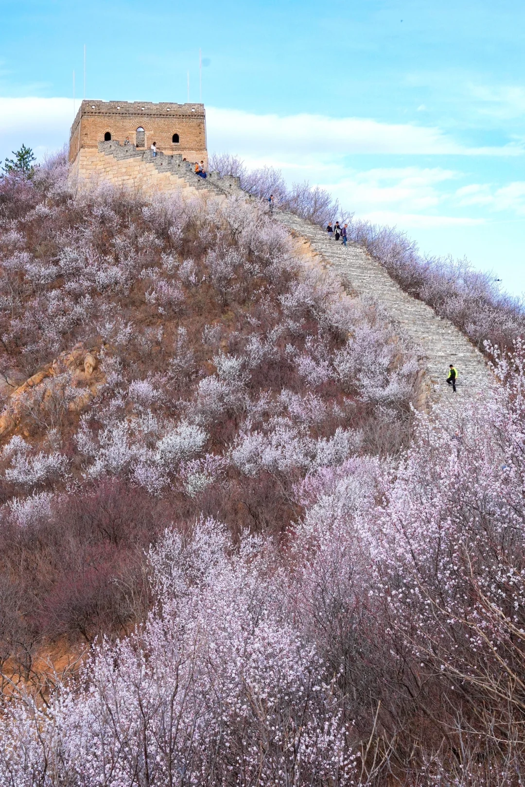 北京最美公路🚙一处免费被花海包围的长城🌸
