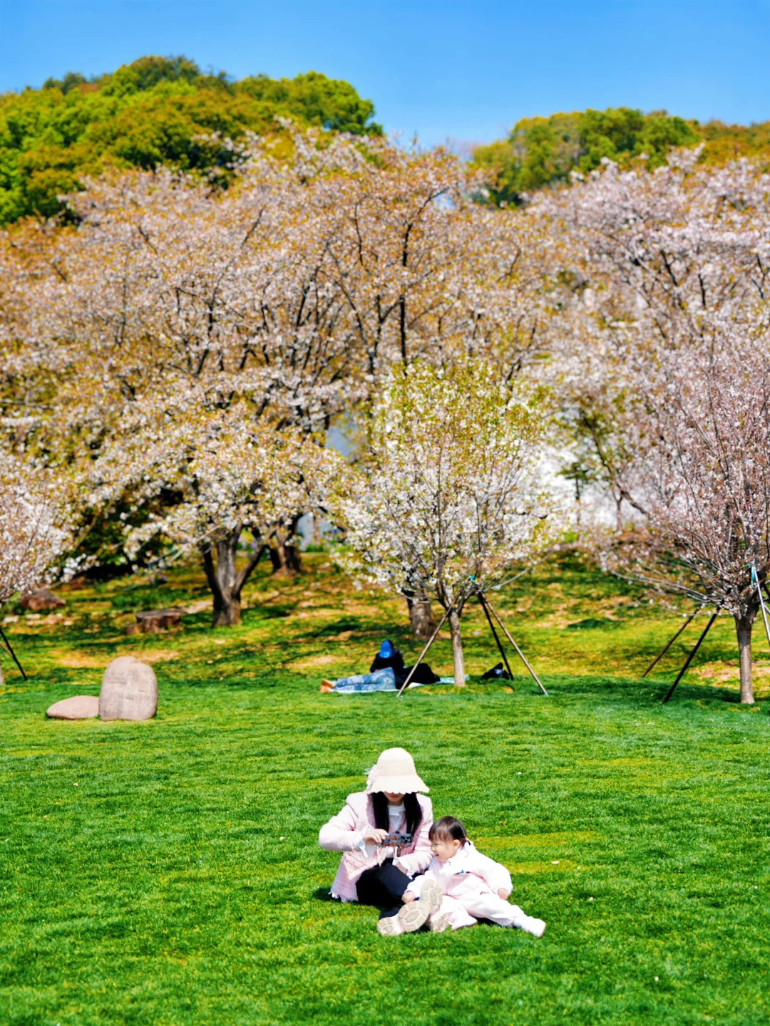 上方山森林公园|这才是苏州春日的顶流花海!