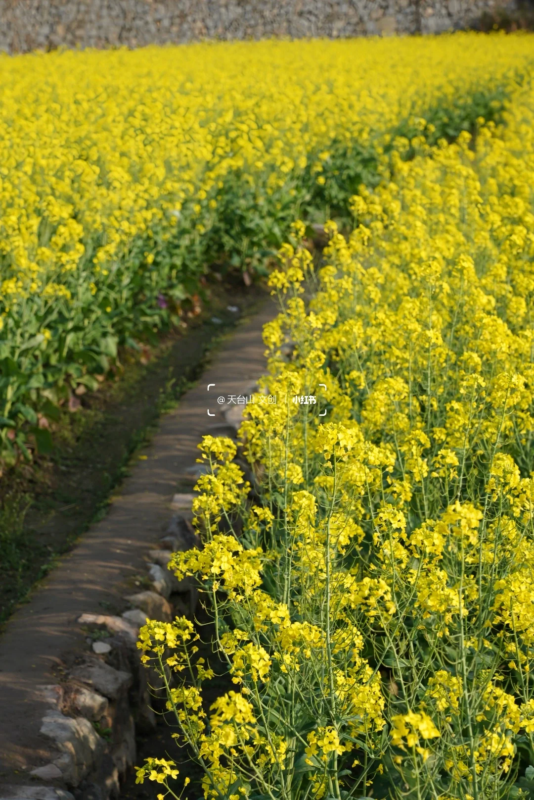 国清寺油菜花已美到next level！4.2实况