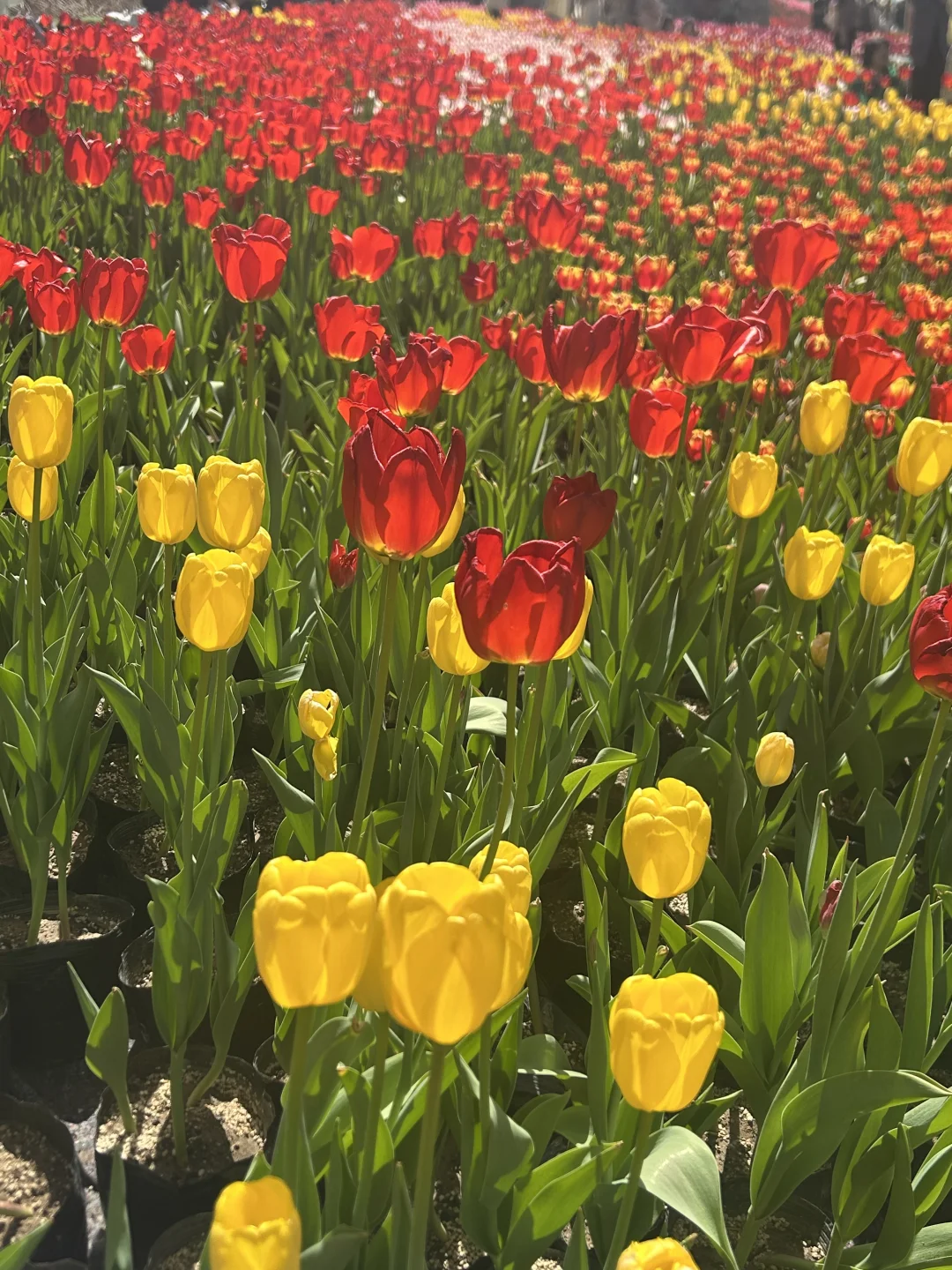 妈妈，我向往的自由，我被宝泉美哭‼️