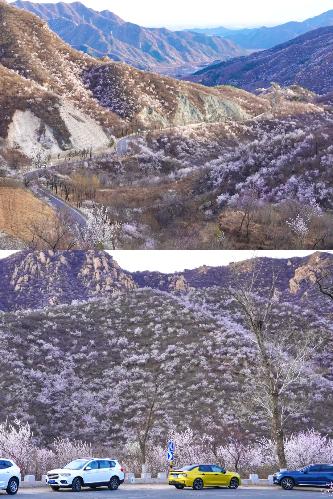 北京最美公路🚙一处免费被花海包围的长城🌸