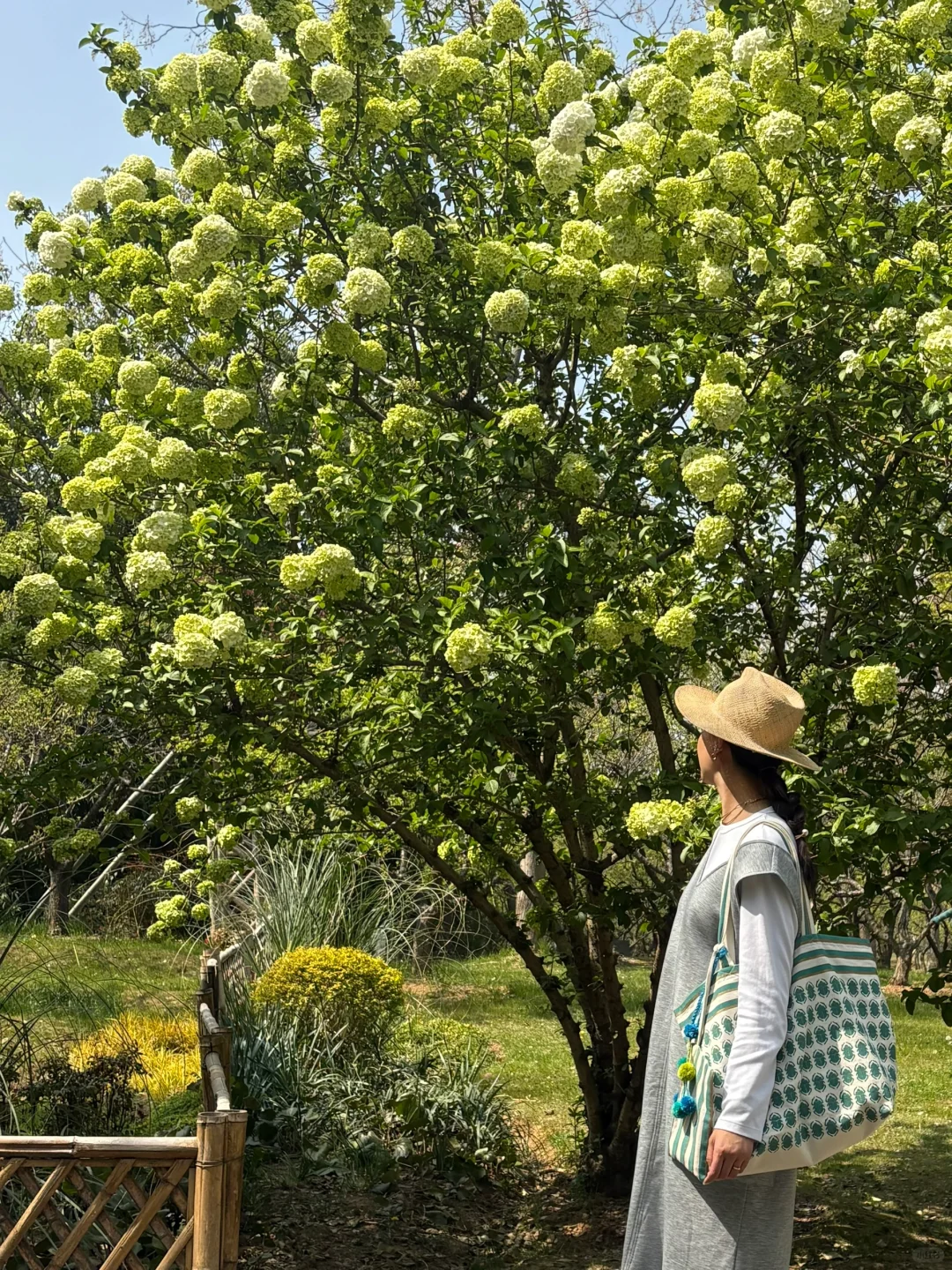 南京的四月木绣球和好天气