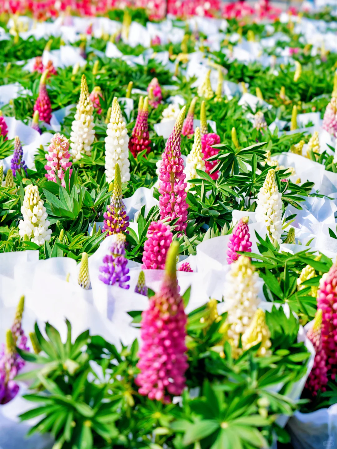 上方山森林公园|这才是苏州春日的顶流花海!