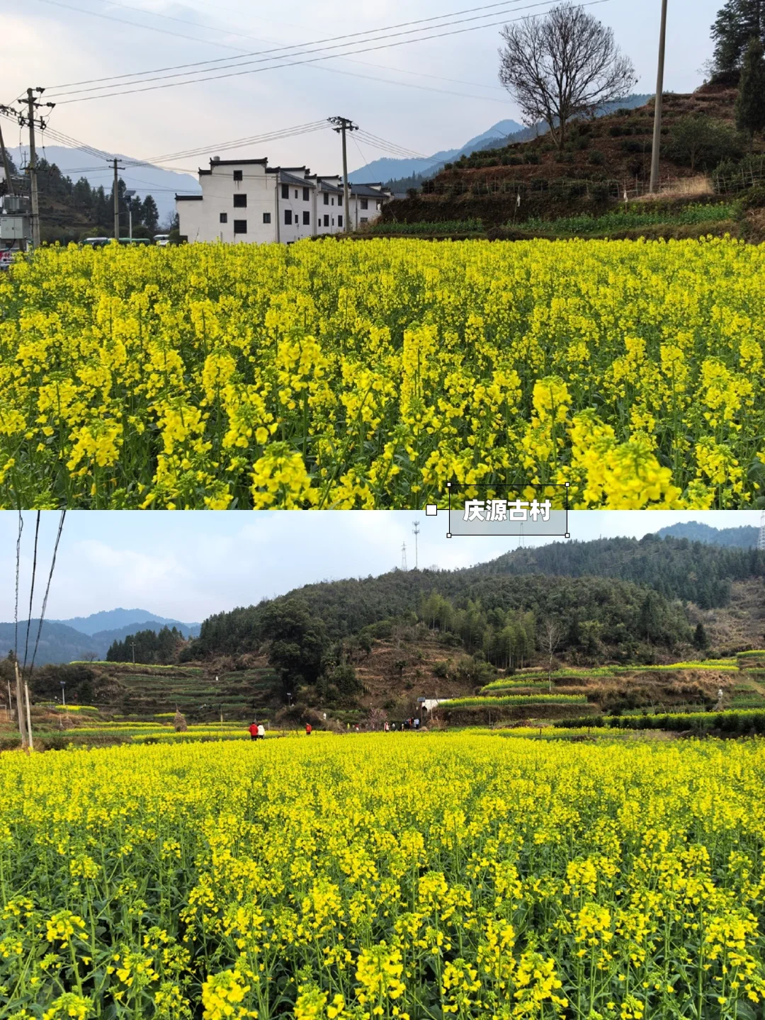 别去篁岭了！这两个婺源小众赏花地美哭了！