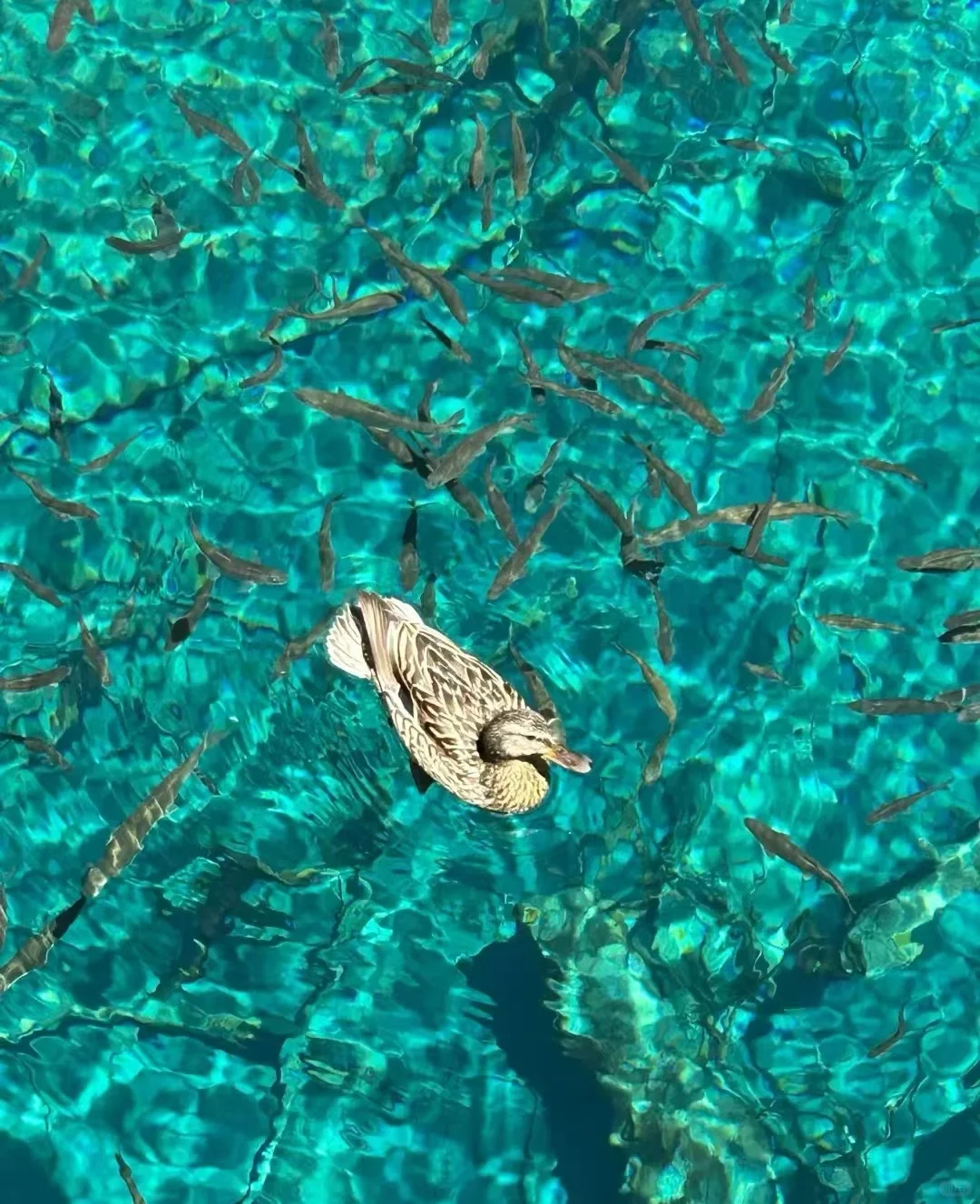 现在来九寨 三日总共468