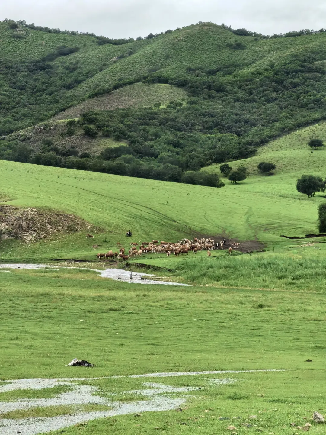 能劝一个是一个，6-8月去内蒙古千万别踩这些