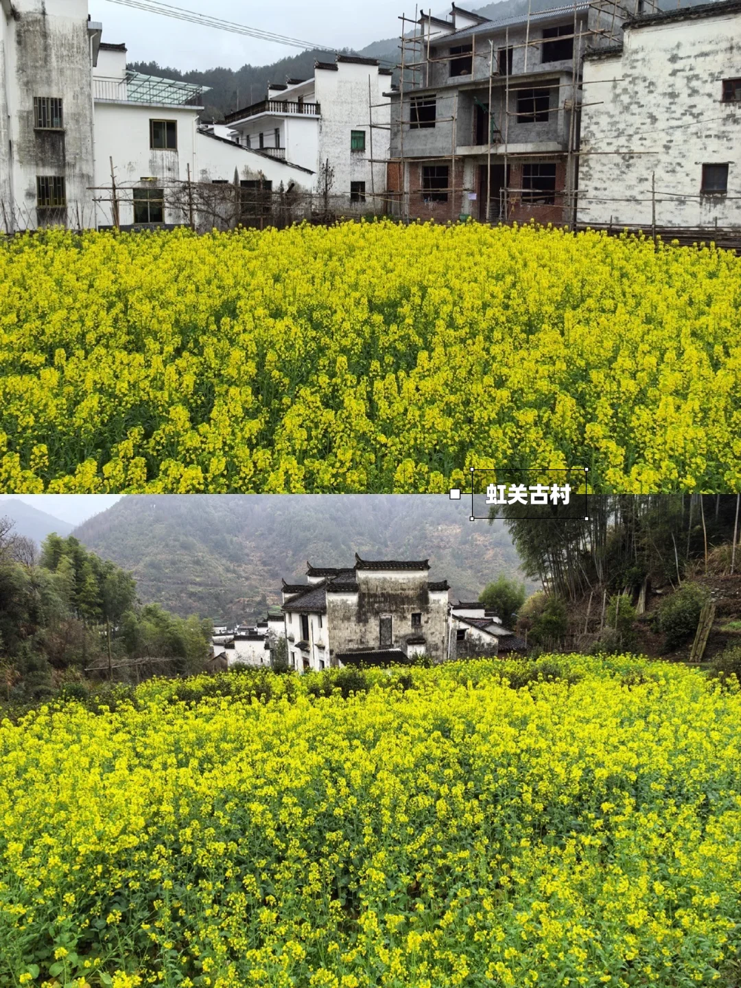 别去篁岭了！这两个婺源小众赏花地美哭了！