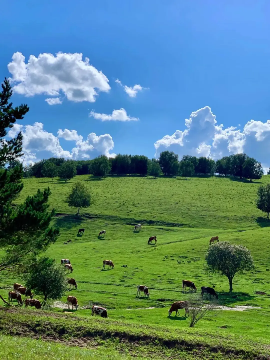 能劝一个是一个，6-8月去内蒙古千万别踩这些