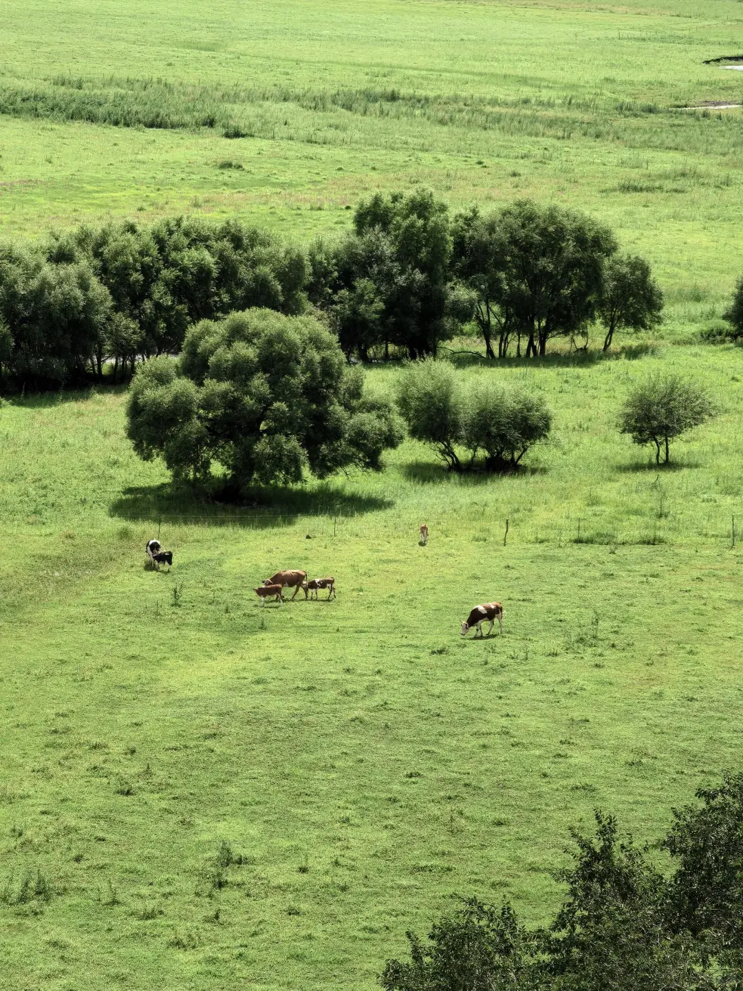 能劝一个是一个，6-8月去内蒙古千万别踩这些