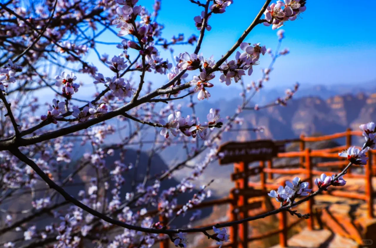 赴一场春日之约丨遇见古武当山