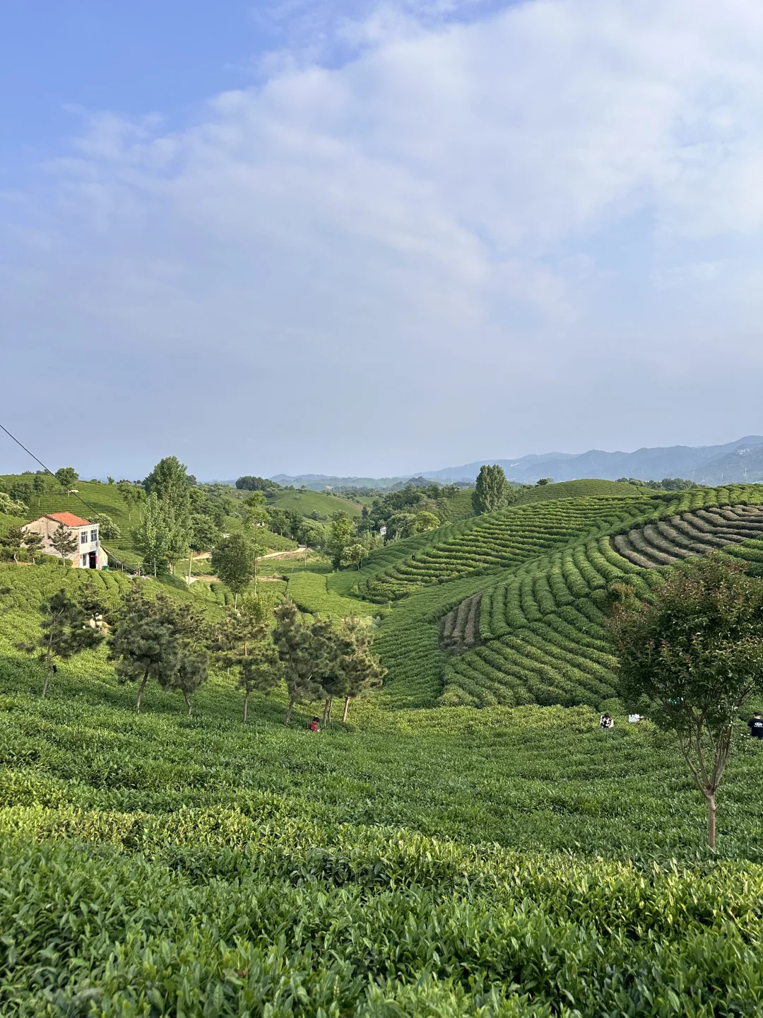 信阳|别去文新茶村人挤人,这有一处无人茶山