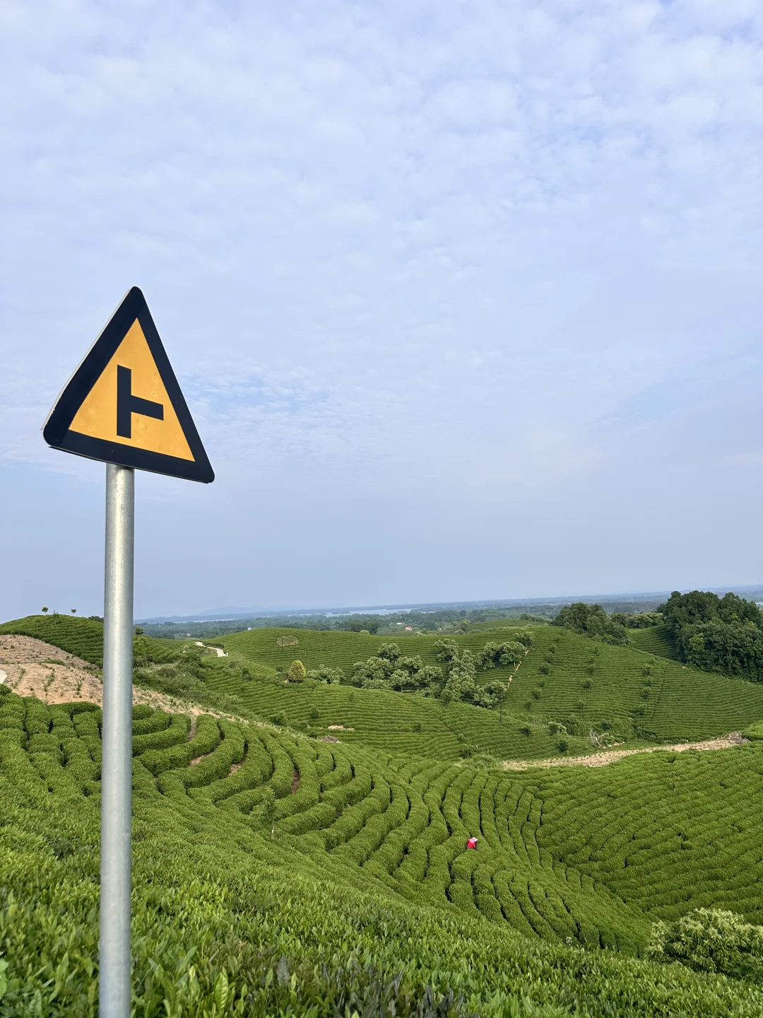 信阳|别去文新茶村人挤人,这有一处无人茶山