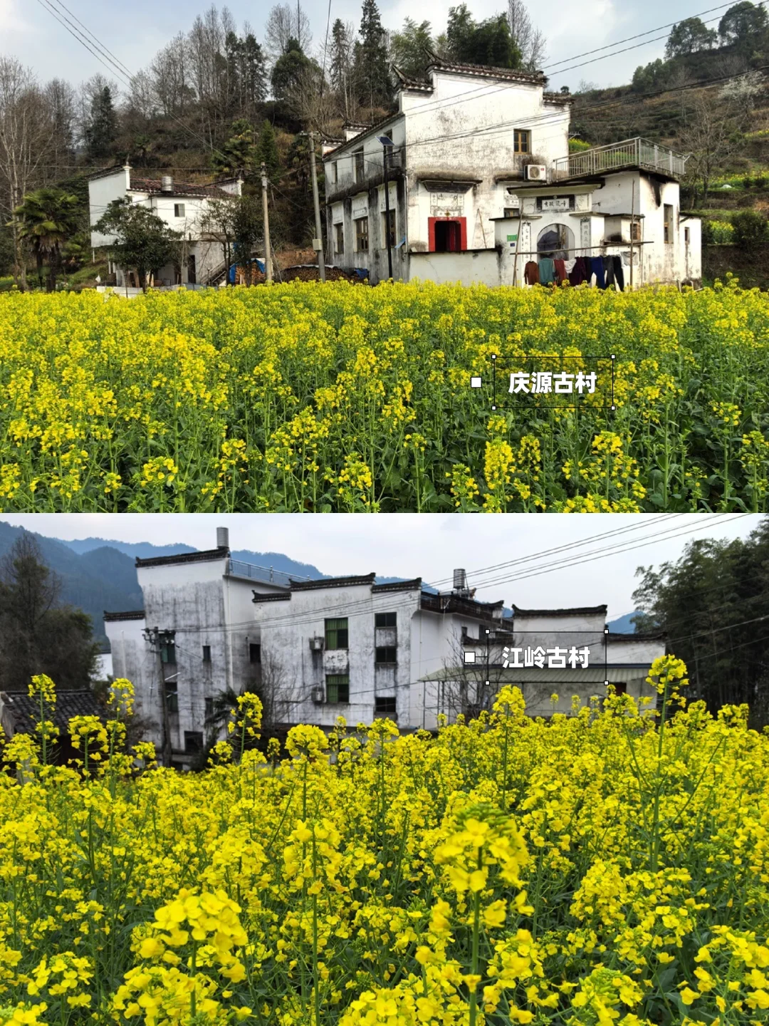 别去篁岭了！这两个婺源小众赏花地美哭了！