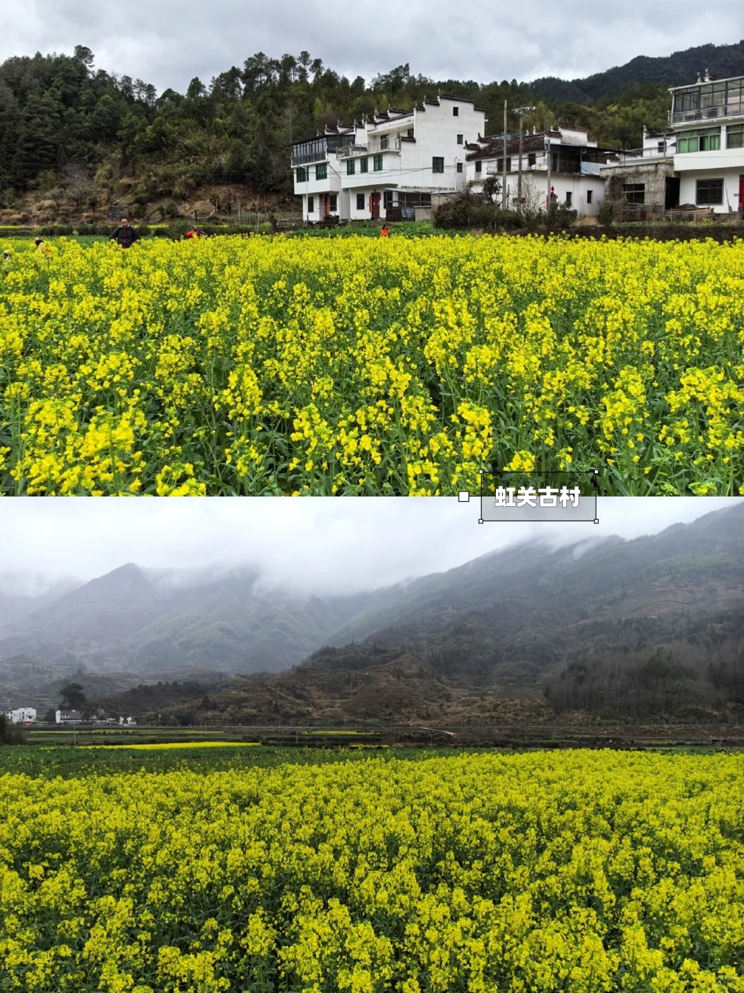 别去篁岭了！这两个婺源小众赏花地美哭了！