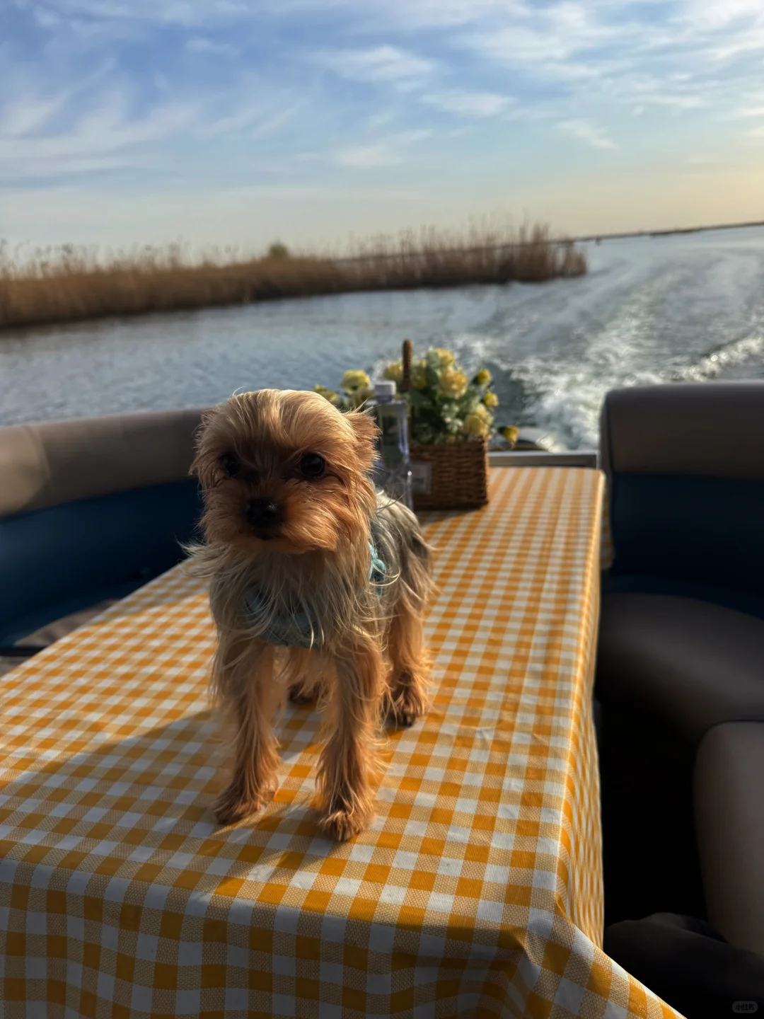 清明小长假❗️白洋淀野淀游｜亲子游宝藏地❗️