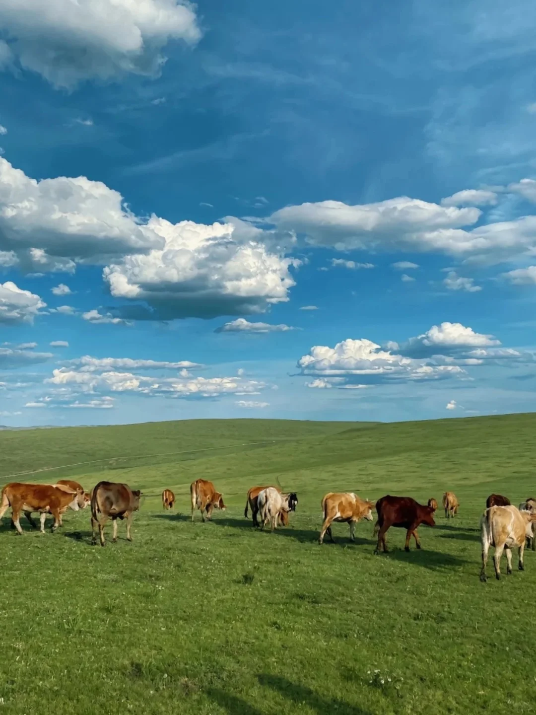 DeepSeek推荐，五一清明反向旅游的乌兰布统