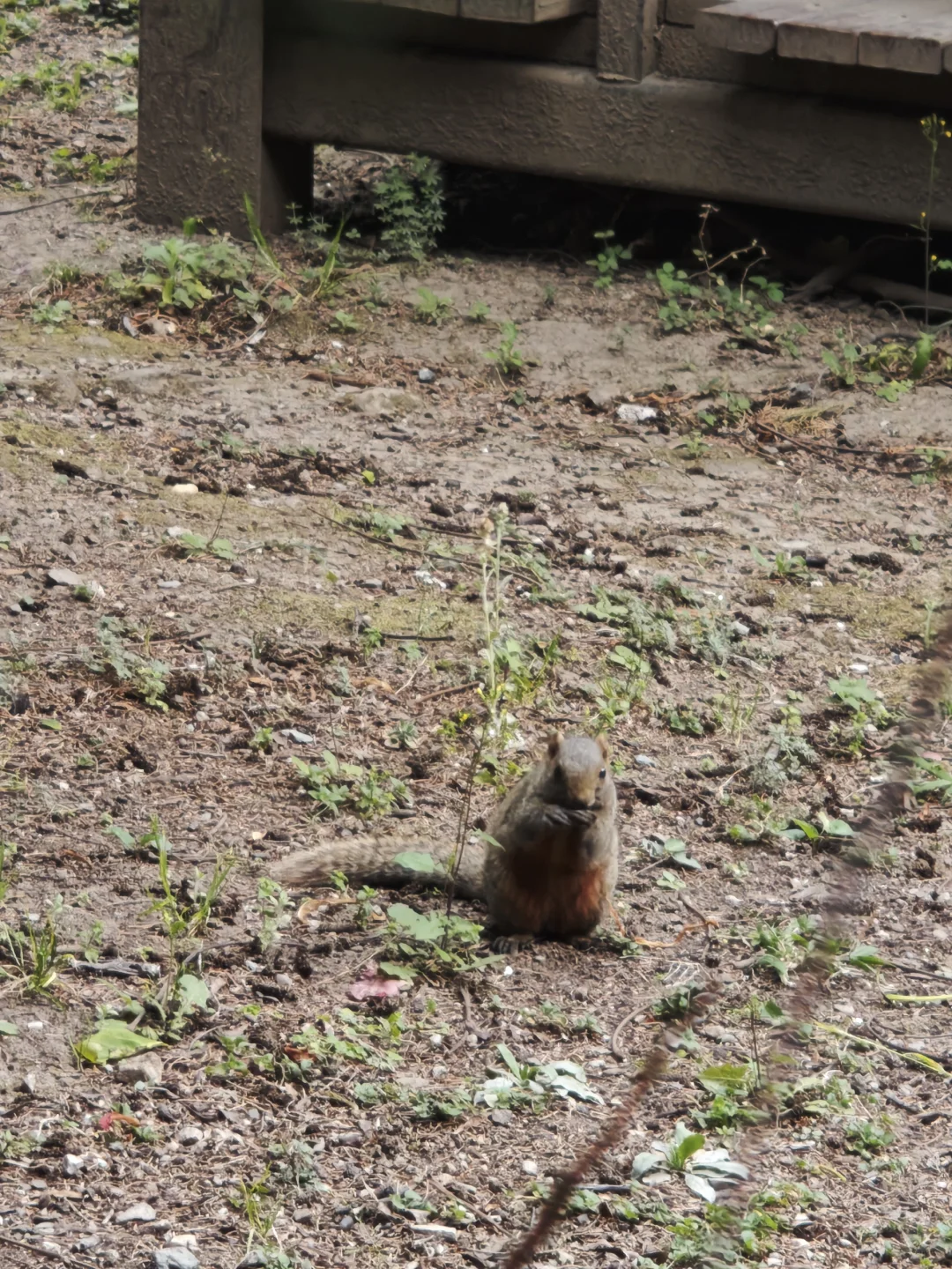 大理崇圣寺|穿越时空的禅意之旅🌿