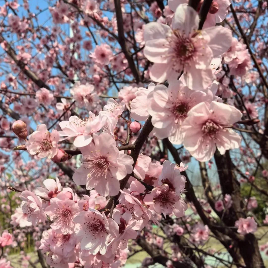 赴一场春日之约丨遇见古武当山