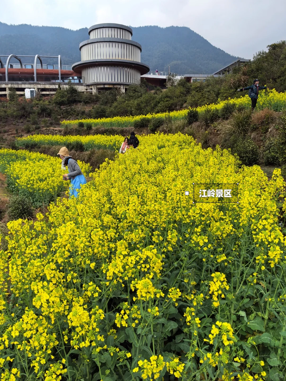 别去篁岭了！这两个婺源小众赏花地美哭了！