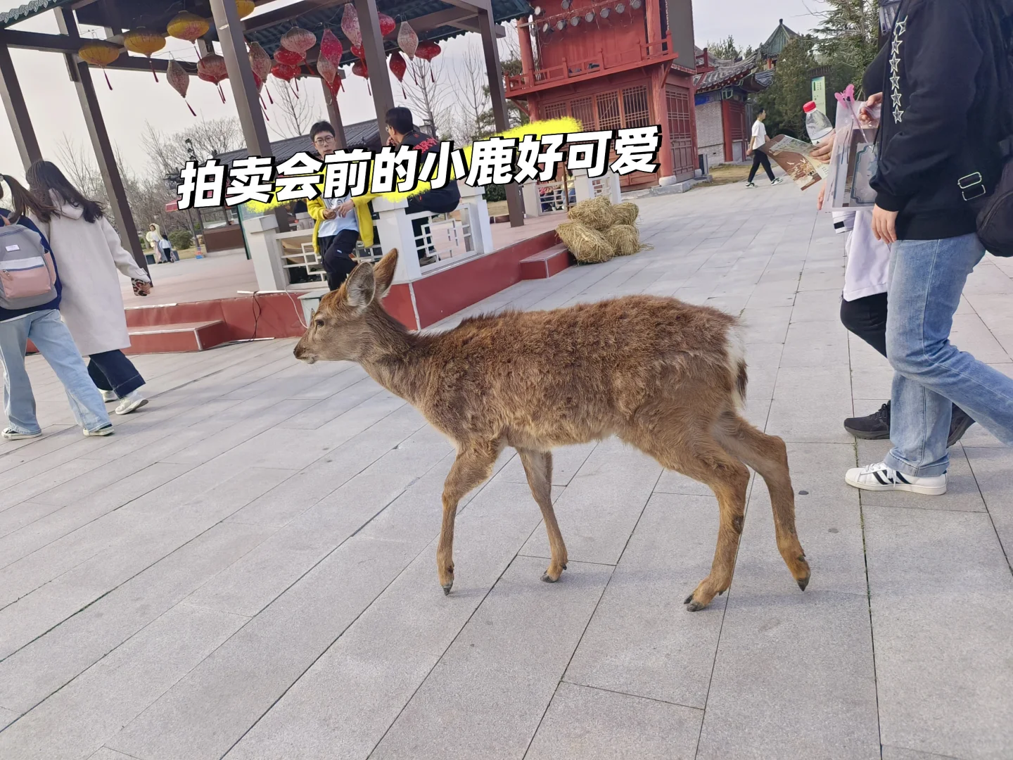 开封来这里玩绝了