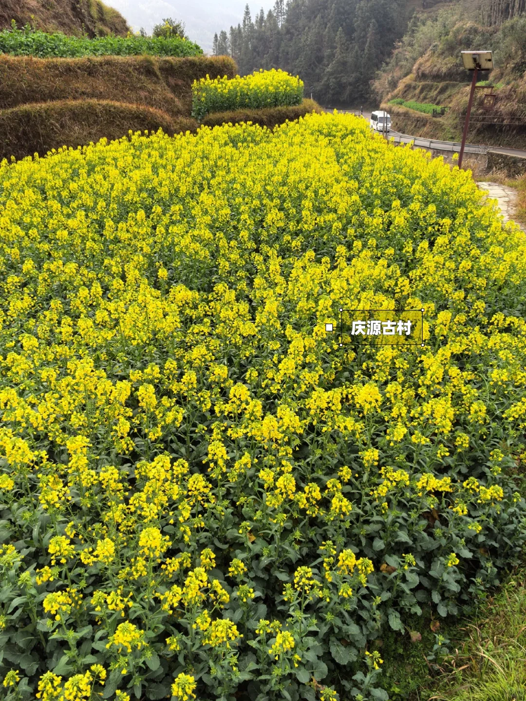 别去篁岭了！这两个婺源小众赏花地美哭了！