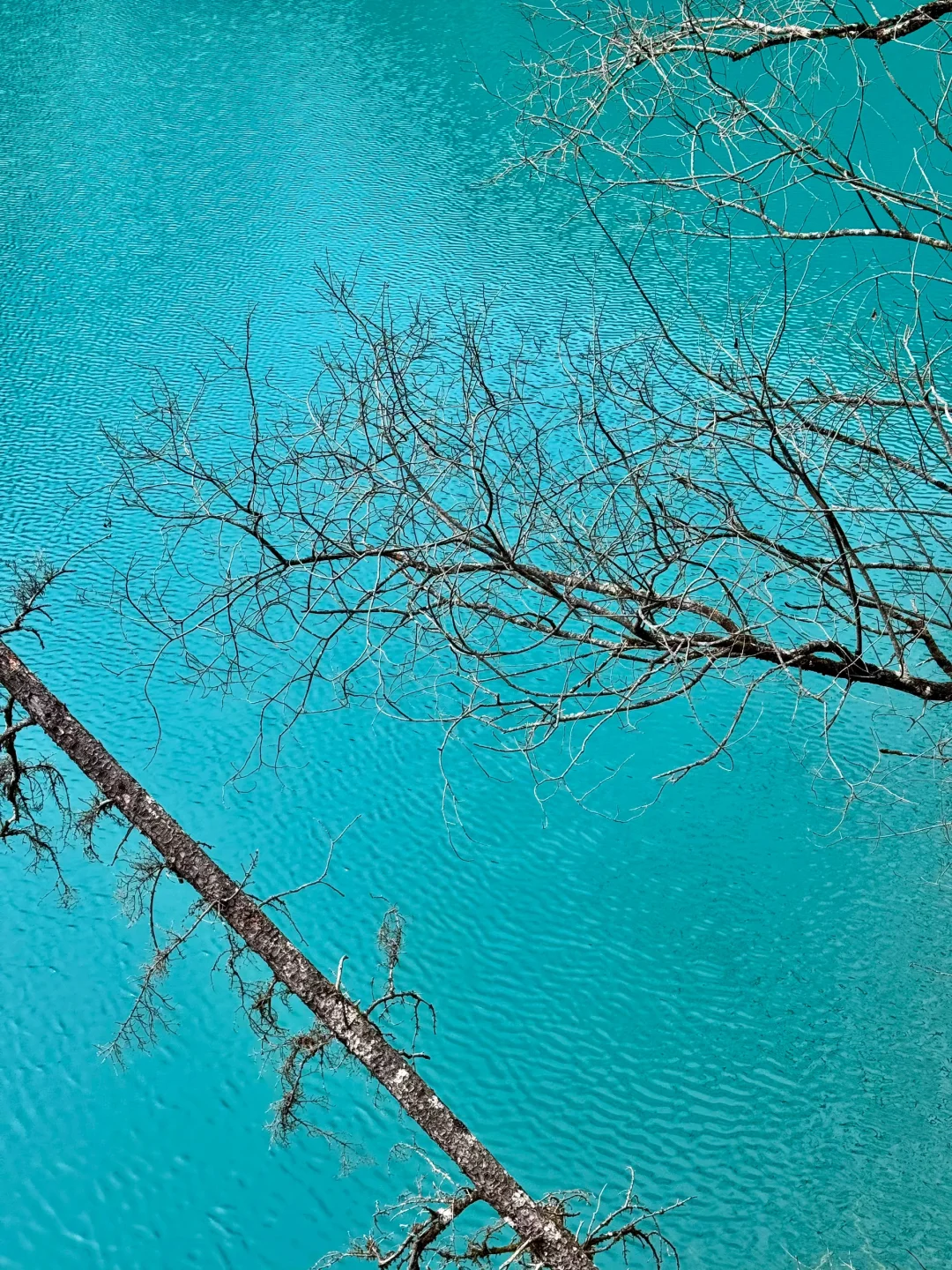 3.23📍九寨沟已回，live现状，能帮一个是一个