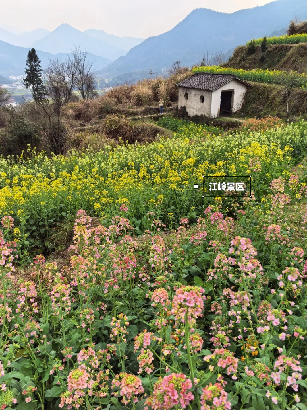 别去篁岭了！这两个婺源小众赏花地美哭了！