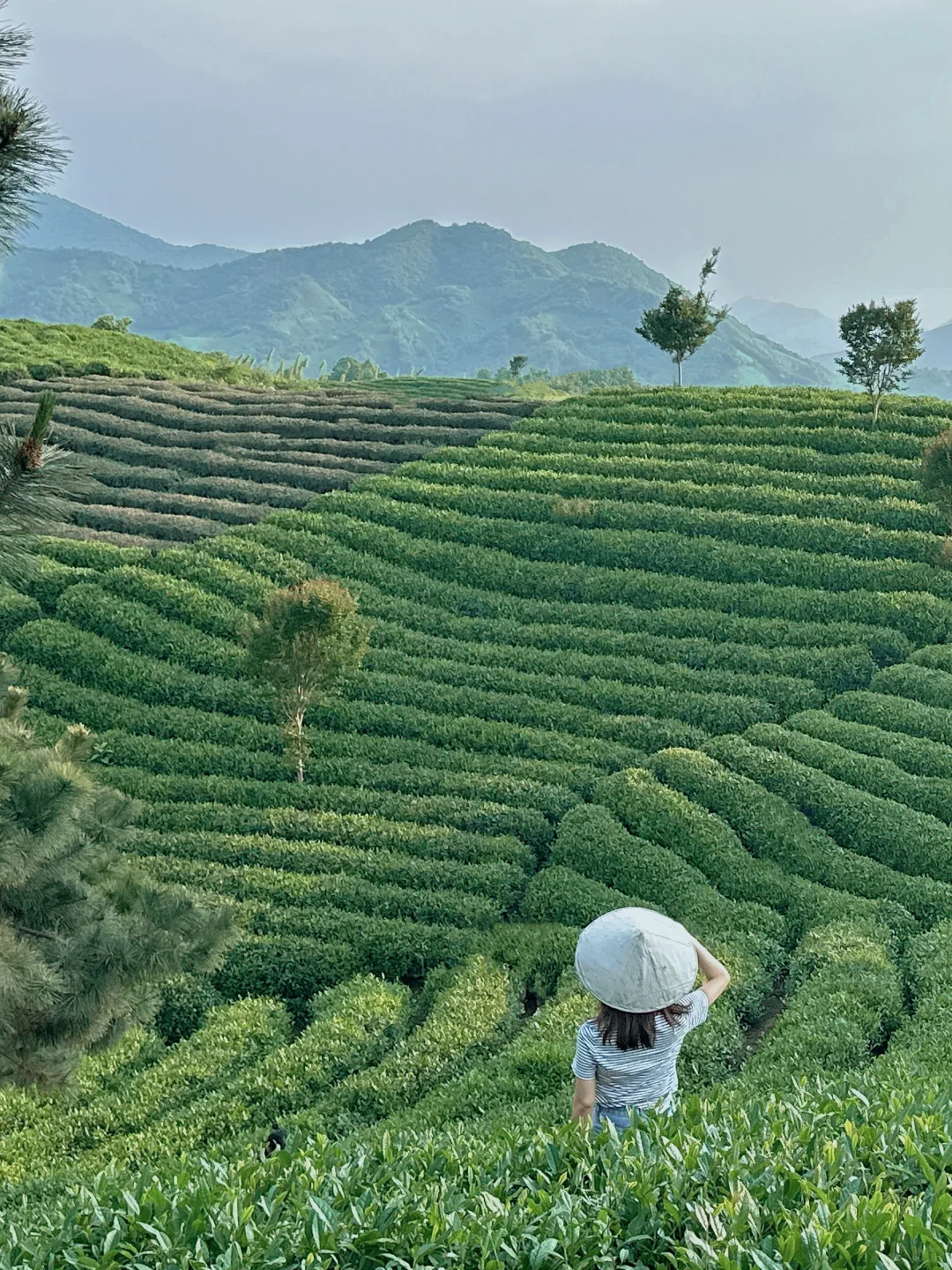 信阳|别去文新茶村人挤人,这有一处无人茶山