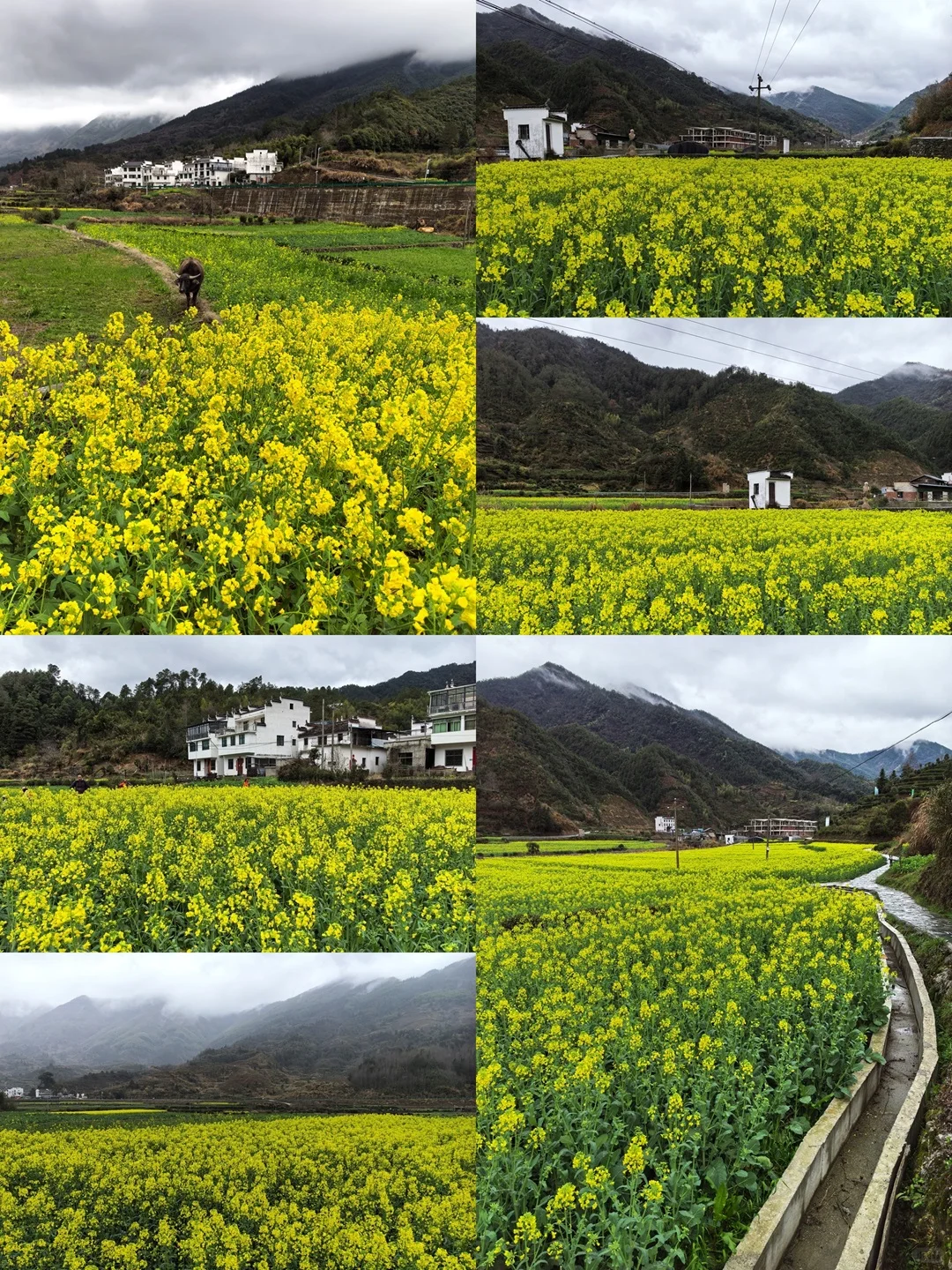 别去篁岭了！这两个婺源小众赏花地美哭了！