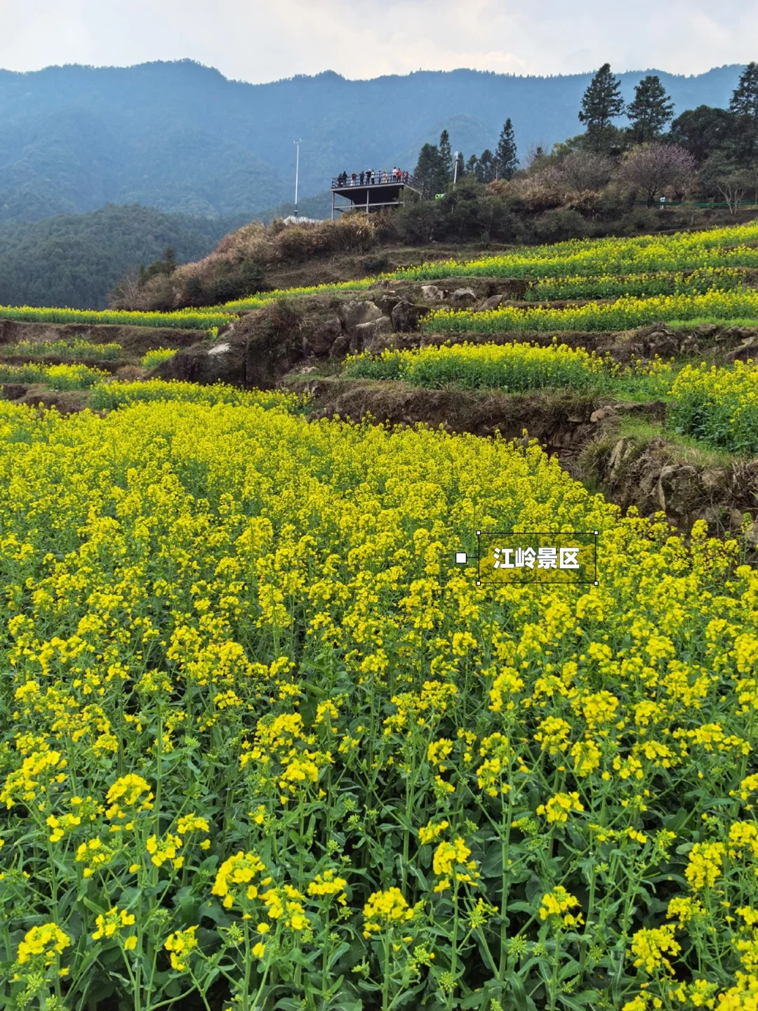 别去篁岭了！这两个婺源小众赏花地美哭了！