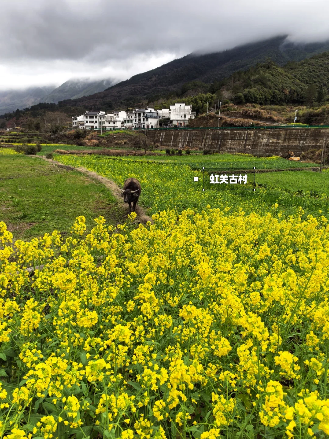 别去篁岭了！这两个婺源小众赏花地美哭了！